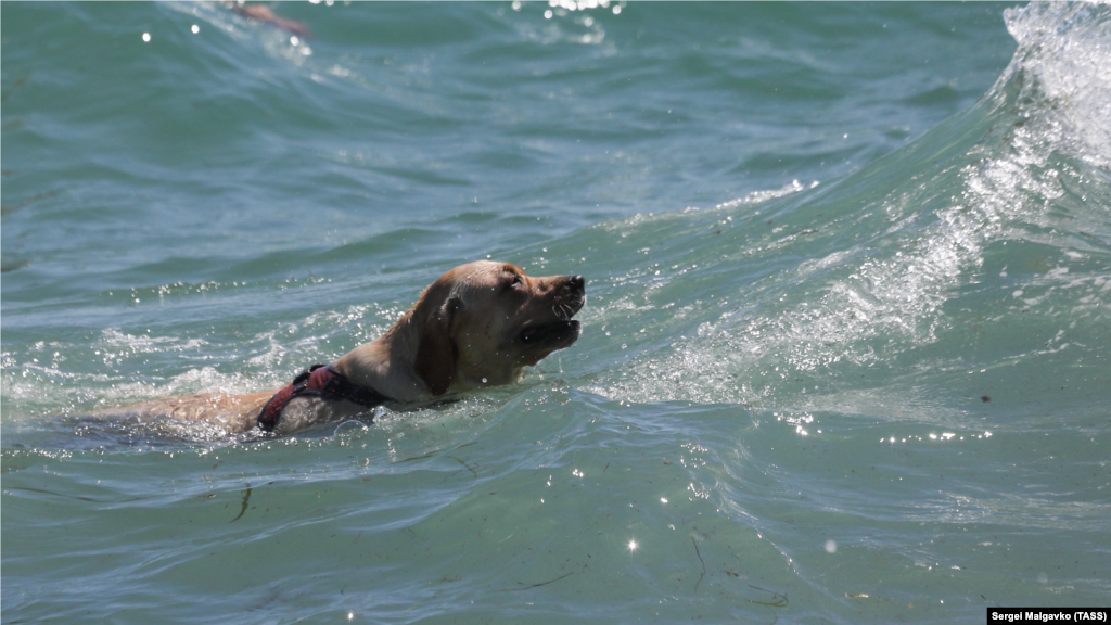 Собака купается в Черном море