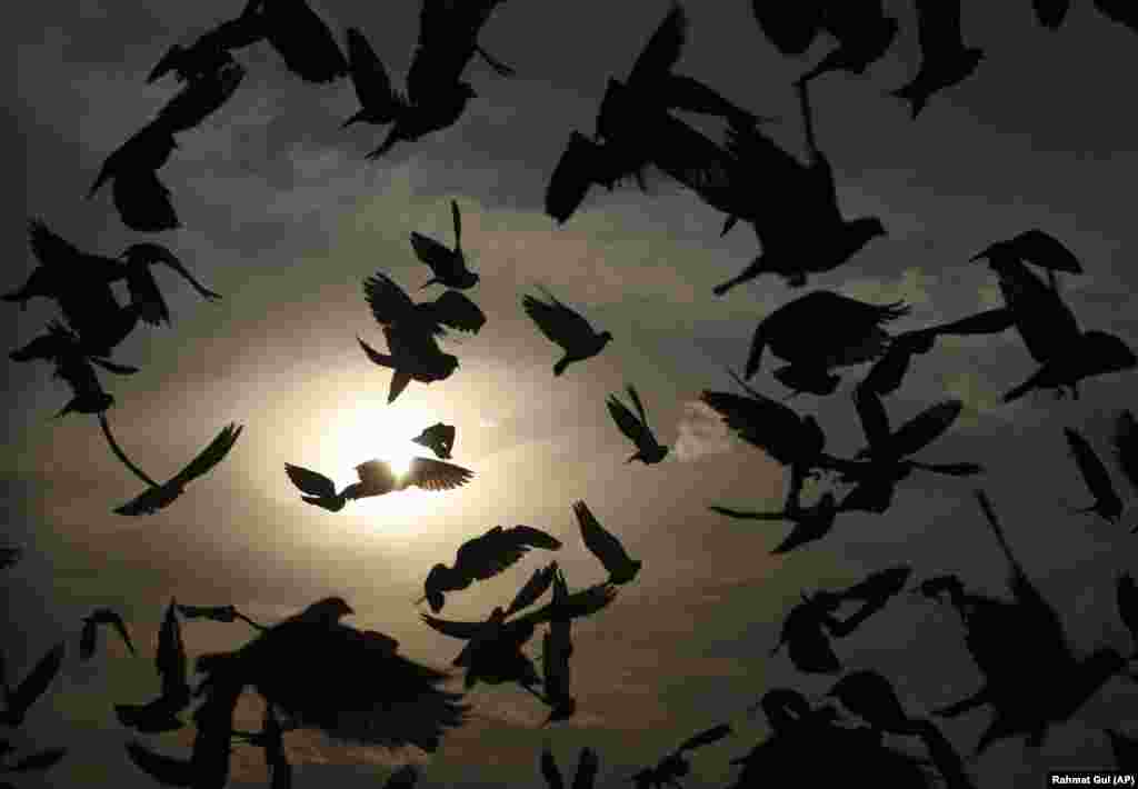 Pigeons flying outside the Karti Sakhi shrine at sunset in Kabul. (AP/Rahmat Gul)&nbsp;