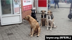 Собаки у Криму, архівне фото