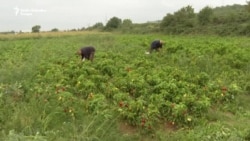 Ratne udovice u selu Krusha čuvaju tradiciju omiljenog jesenskog proizvoda Balkana