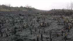 В Одеській області пожежу довелося гасили з літака