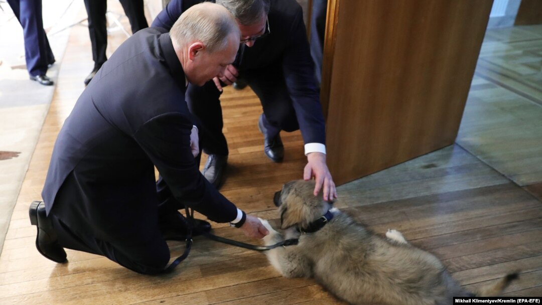 Vladimir Putin mîngîind un cîine ciobănesc ce i-a fost oferit de omologul său sîrb la Belgrad, 17 ianuarie 2019