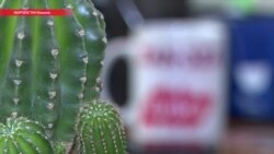 Как Заноза стала Кактусом, и заплатит ли издание $350 тысяч президенту