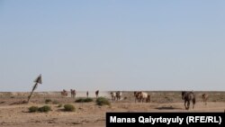 Лошади идут пить воду из колодца. Мангистауская область, 14 июля 2021 года