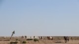 Kazakhstan - Horses coming to drink water from the well. Mangistau region, July 14, 2021.