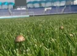 Instagram tarmog‘ida tarqalgan suratda Andijon shahri stadionida qo‘ziqorinlarni ko‘rish mumkin.