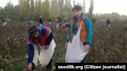 В Узбекистане системный принудительный труд, организованный государством, использовался при сборе хлопка.