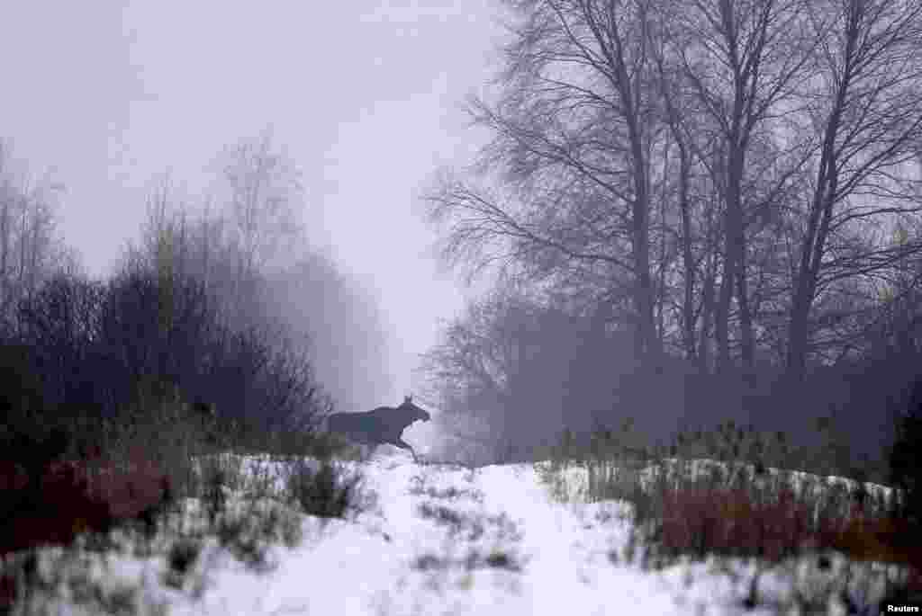 An elk runs near the village of Babchin, Belarus.