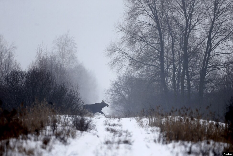 "Зона відчуження" довколо Чорнобиля стала раєм для диких тварин - фото 4
