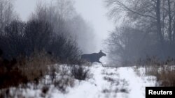 У грудні 2017 року наказом Мінекології лося європейського внесли до Червоної книги