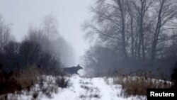 Ілюстрацыйнае фота. У Чарнобыльскай зоне