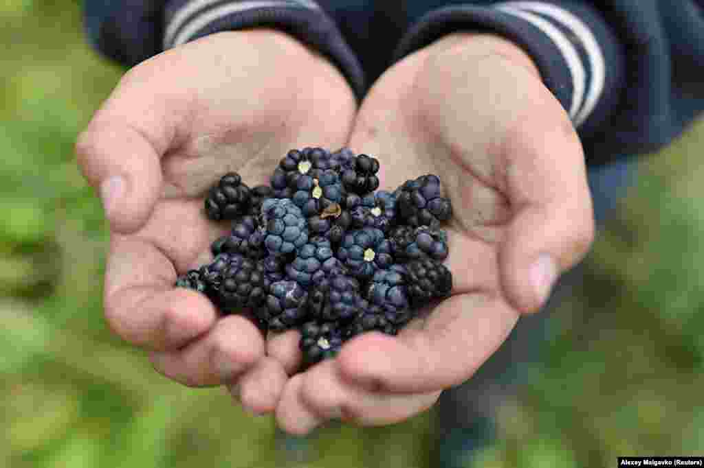But village life is not without its small delights. These plump blackberries were collected after a few minutes of foraging by Izhmukhametov.