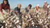 Uzbek Cotton-Picking Claims 8th Victim