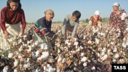 Cotton pickers in Uzbekistan (file photo)