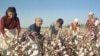 Uzbek cotton pickers, 14Oct2003