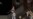 'Cat And Coup' Video Game Recalls Overthrow Of Popular Iranian Leader