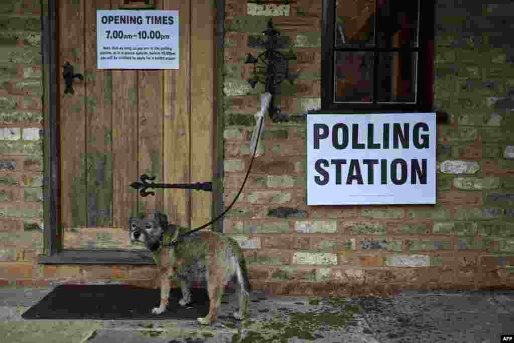 A dog waits as its owner casts their ballot paper in a polling station set up in the grounds of a private residence near Fleet, southwest of London, on June 23. (AFP/Adrian Dennis)