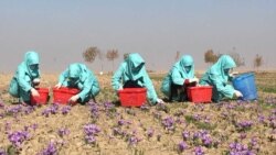 زنان زعفران‌کار در هرات