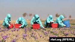 فصل چیدن گل زعفران در ولایت هرات
