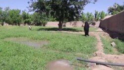 فراه کې ښځینه بزګره