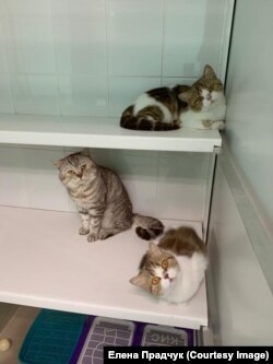 Кошки в приюте