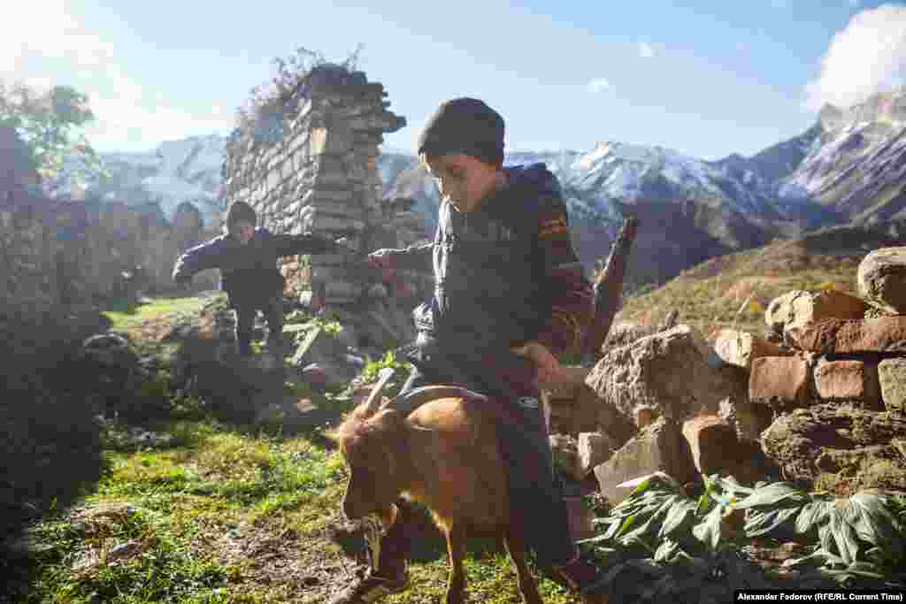 Musalmagomedova&#39;s grandson plays with&nbsp;a goat. He goes to school two kilometers&nbsp;from the village.