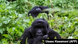 Gorile de munte în parcul din Kisoro, Uganda. 20 noiembrie 2015