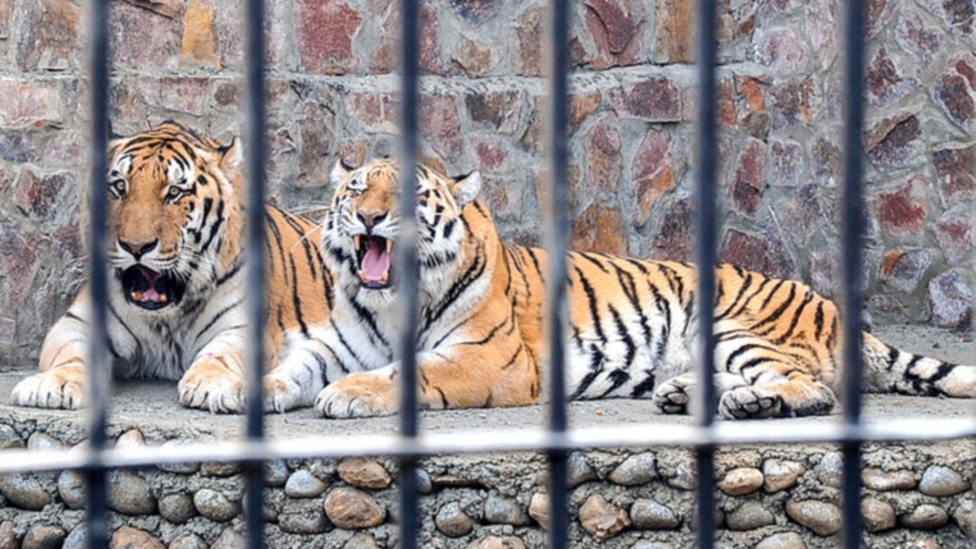 Жыныстық және уретральды клизма туралы бейне