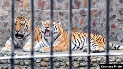 Орыс ауылдарындағы жастардың әуесқойлық порносы