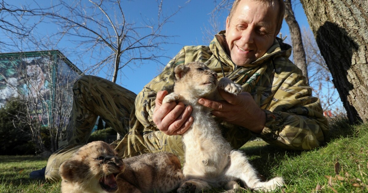 Лев з «Тайгану» не становить небезпеки для відвідувачів