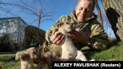 Олег Зубков с родившимися в Парке львов «Тайган» львятами. Белогорск, 3 января 2021 года