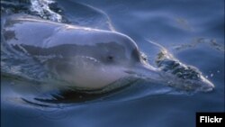 Baydci - Çin şay delfini. 2004