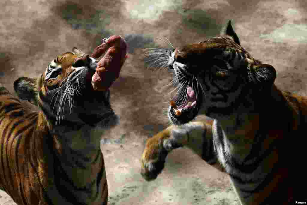 Tigers try to catch a piece of chicken thrown to them by the keepers at Sriracha Tiger Zoo in Chonburi Province, Thailand. (Reuters/Athit Perawongmetha)