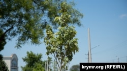 Зелень на ветер: как Симферополь «украсили» сухостоем (фоторепортаж) 