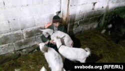 Мікалай Мігановіч даглядае за козамі