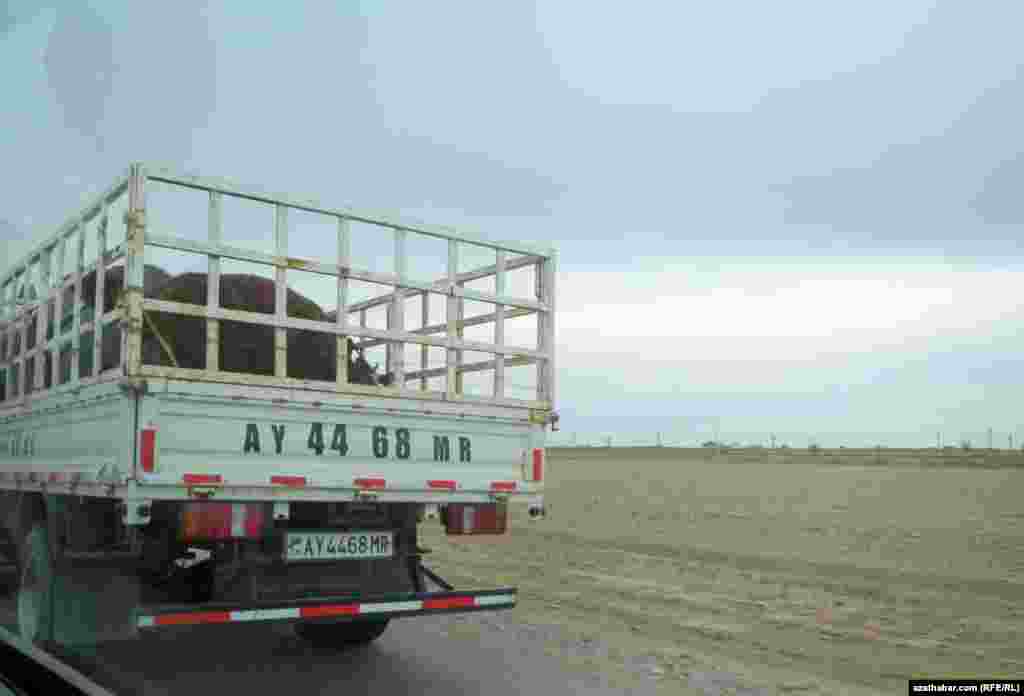 Gara maly daşap barýan bir ulag.