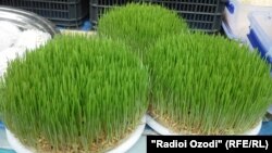 Cүмөлөк бышыруу үчүн өндүрүлгөн буудай.