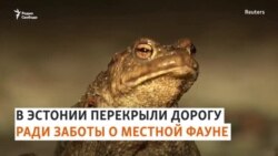 Защитить тропу лягушек: опыт Таллинна