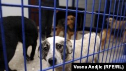 Azil za pse u Beogradu, foto: Vesna Anđić