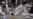 55 Killed In Pakistani Mosque Attacks