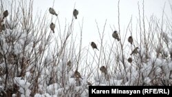 Արխիվային լուսանկար