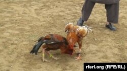 Иллюстратив сурат.