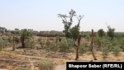 خشکسالی به زراعت و مالداری در افغانستان آسیب رسانده و درآمد دهقانان و مالداران را کاهش داده است. 