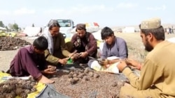 د خوست د زڼغوزیو کاروباریان وايي حاصل یې ډېر خو ګټه یې کمه ده