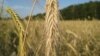 Аграрний сектор став лідером української економіки – Арбузов