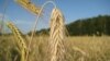 Ukraine Drought Leads To Wheat Fears