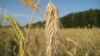 واردات گندم ايران «صد برابر» شده است