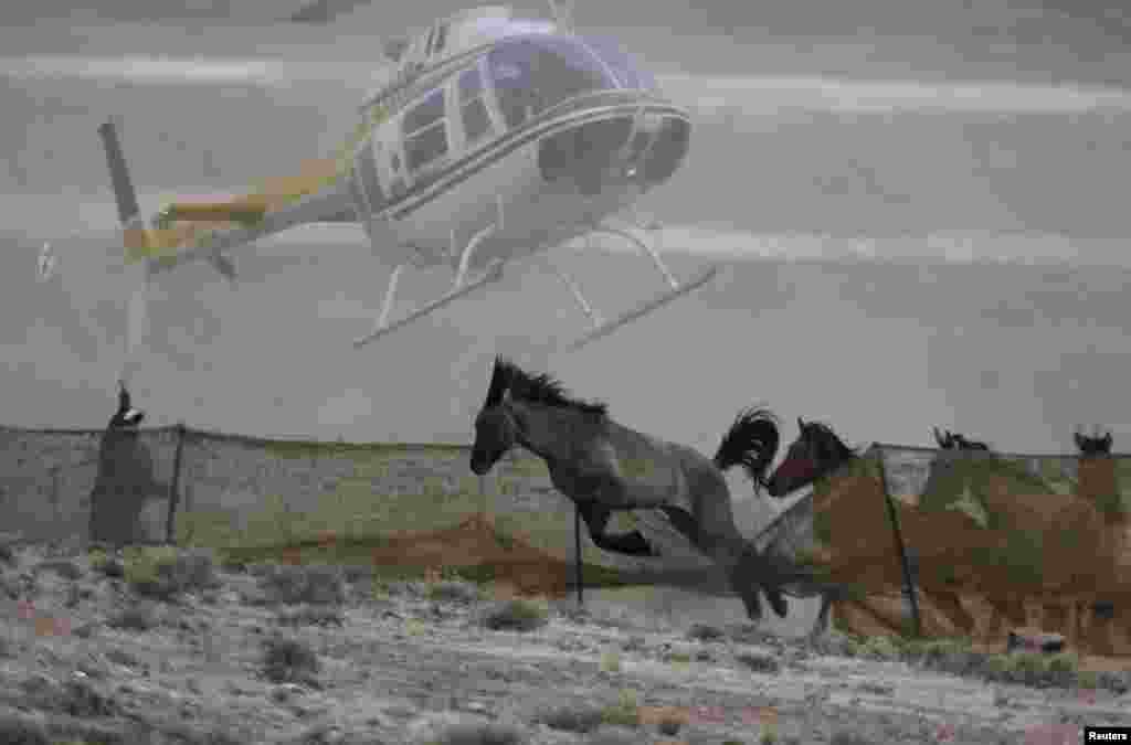 Several wild horses escape as a helicopter is used by the Bureau of Land Management to gather wild horses into a trap along Highway 21 near the Sulphur Herd Management Area south of Garrison, Utah. The gathered horses will be made available for adoption. (Reuters/Jim Urquhart)