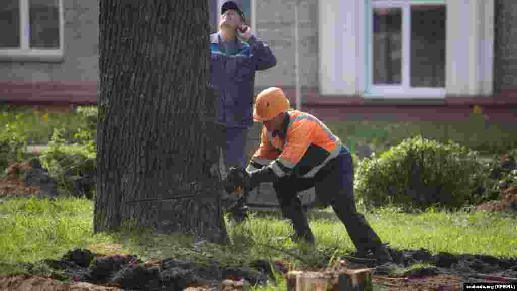 Апошняе дрэва на шляху будаўнікоў