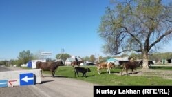 Перегон скота через дорогу в поселке Жалгамыс. Алматинская область, 20 апреля 2020 года.